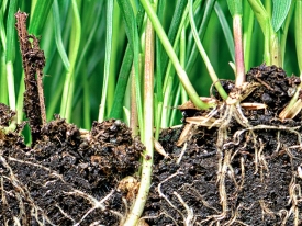 Soil Health.jpg