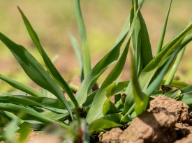 Spring Sowing.jpg