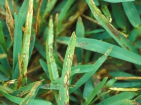 commonwinterdiseasesportal500x500.jpg