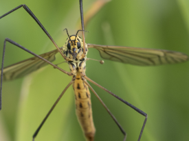 craneflyheader1200x496.png