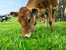 southernpasture-cow_2_1.jpg
