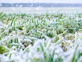 winterkillportalv2_500x500.jpg