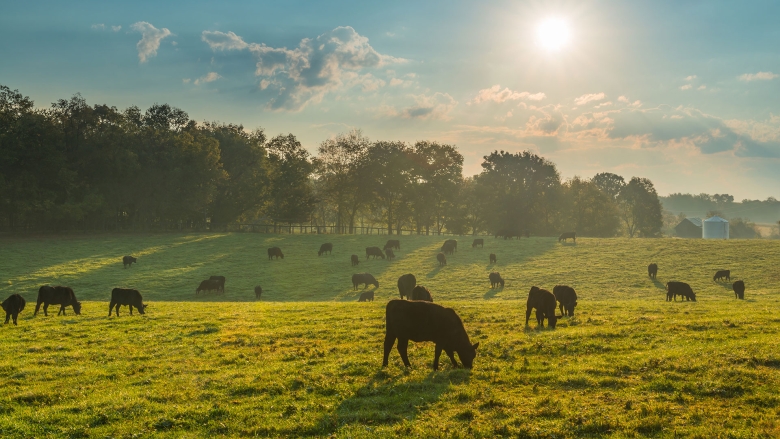irrigatedpastures-2-1920x1080.jpg
