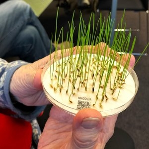 Zonnenbloem_3.jpg