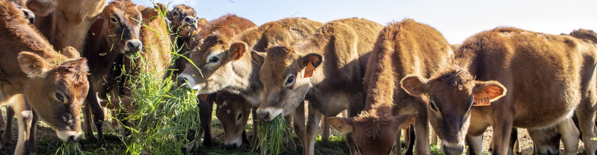 Barenbrug nr 1 in Australia’s Forage Value Index
