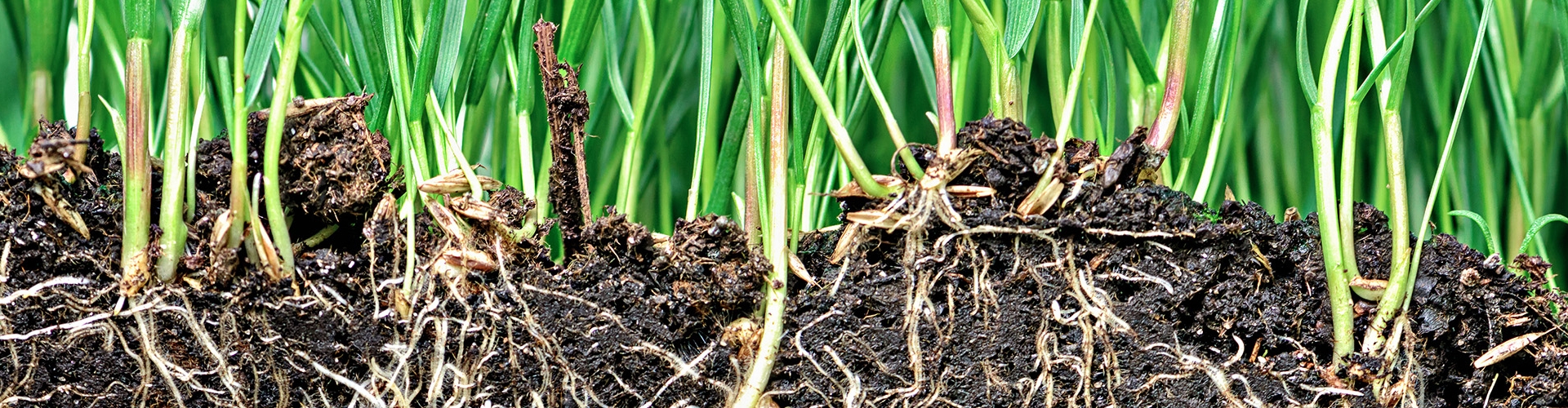 Soil Health.jpg