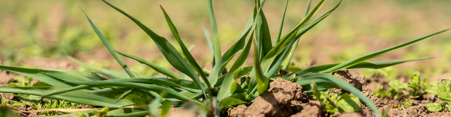 Spring Sowing.jpg