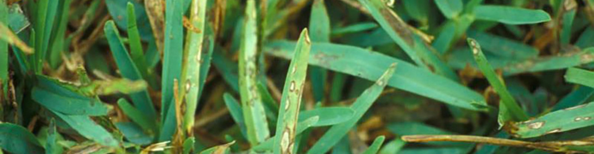 commonwinterdiseasesheader1200x496.jpg