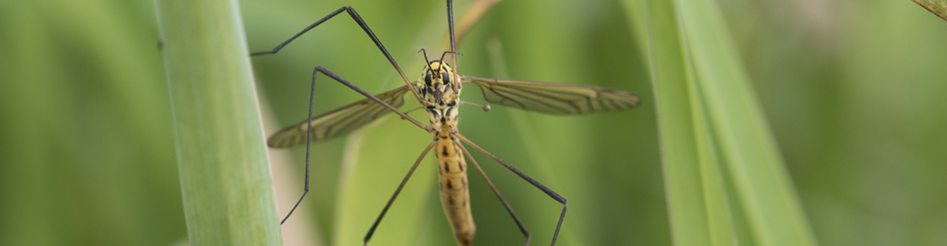 craneflyheader1200x496.png