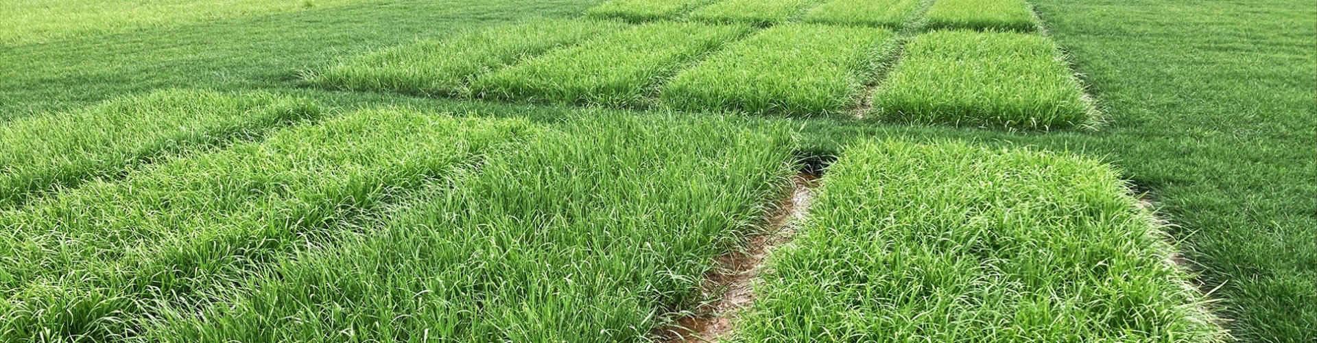grass for tomorrow header