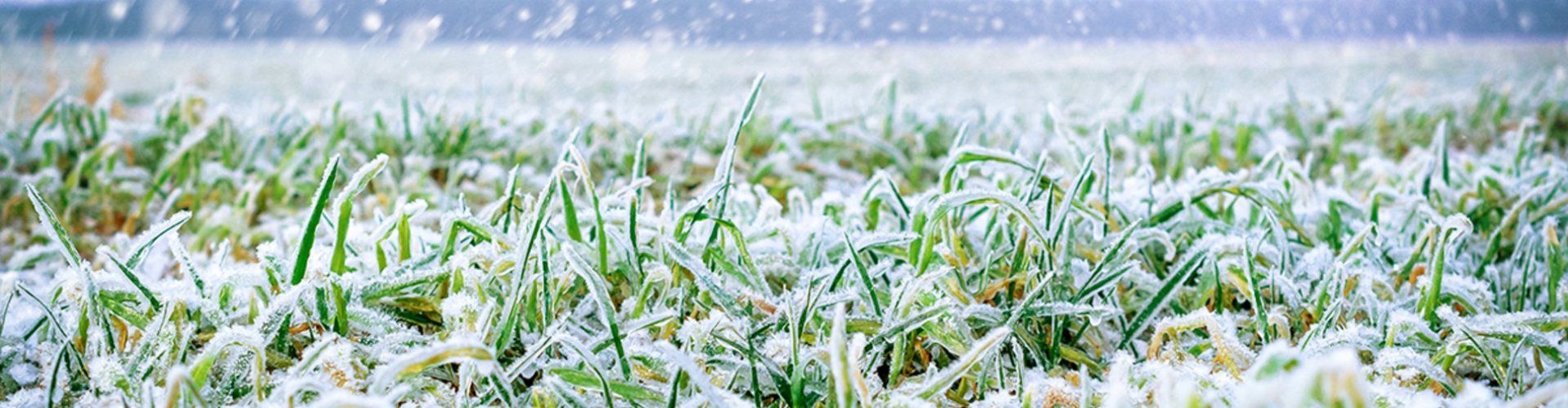 winterkillheaderv2_1200x496.jpg