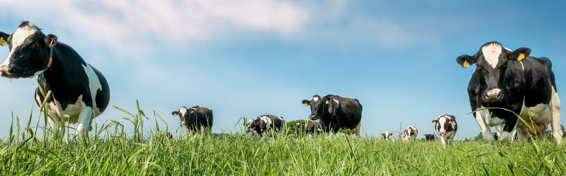 Barenburg_AboutGrass.jpg