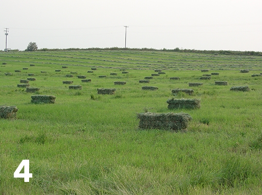 Teff 4