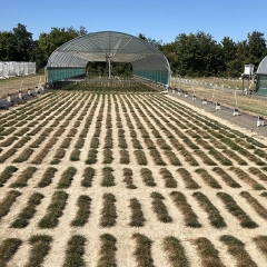 grass for tomorrow 2
